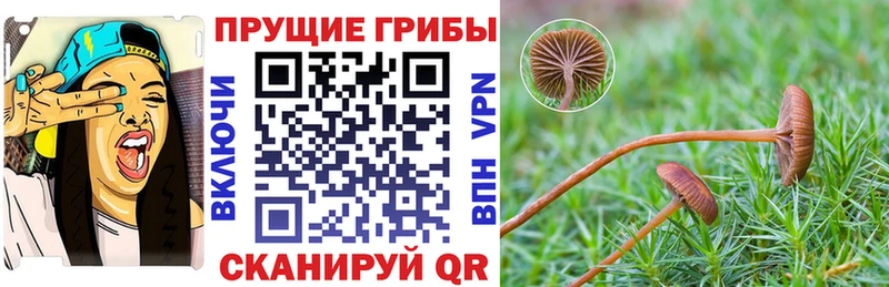Псилоцибиновые грибы Cubensis Сальск
